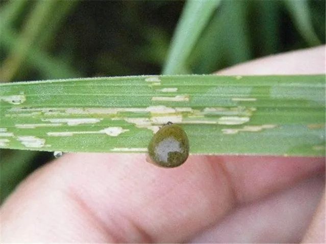 水稻负泥虫图片 第4张