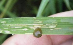 水稻负泥虫图片 第4张