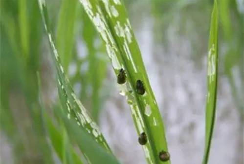 水稻负泥虫图片 第3张