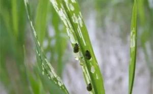 水稻负泥虫图片 第3张