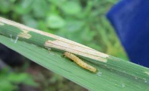 水稻常见虫子图片 第1张