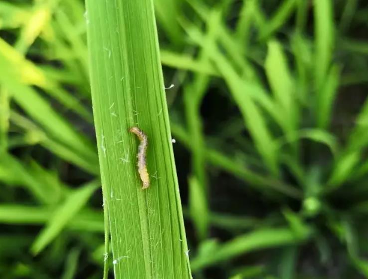 水稻常见虫子图片 第3张