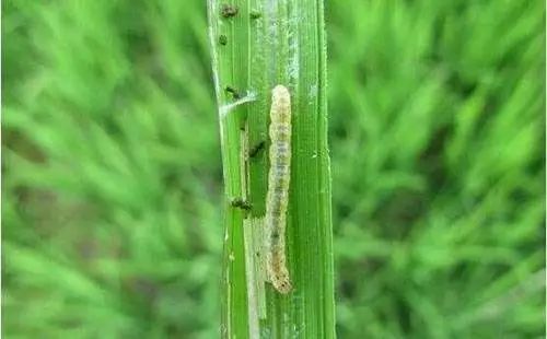 水稻常见虫子图片 第2张