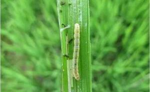 水稻常见虫子图片 第2张