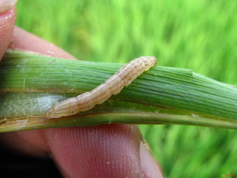 水稻常见虫子图片 第6张
