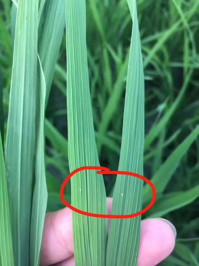 水稻常见虫子图片 第7张