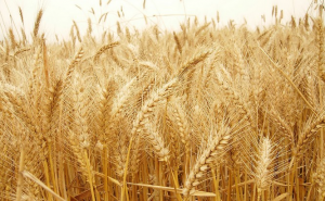 小麦图片 第2张