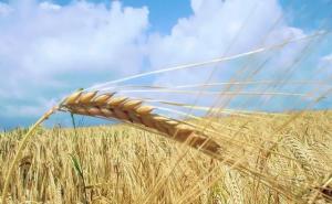 小麦图片 第3张