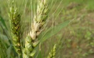 小麦图片 第4张