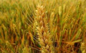 小麦图片 第5张