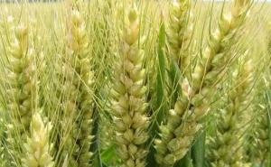 小麦图片 第6张