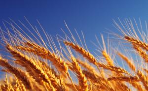 小麦图片 第8张