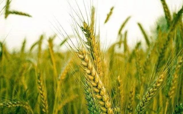 小麦图片 第7张