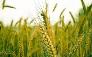 小麦图片 第7张