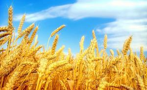 小麦图片 第9张