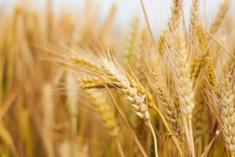 水稻和小麦图片 第2张