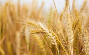 水稻和小麦图片 第2张