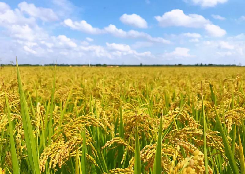 水稻和小麦图片 第5张