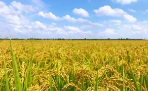 水稻和小麦图片 第5张