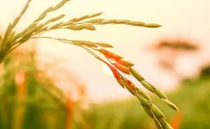 小麦和稻子图片 第4张