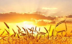 小麦和稻子图片 第5张