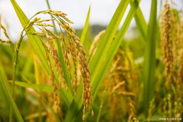 小麦和稻子图片 第6张