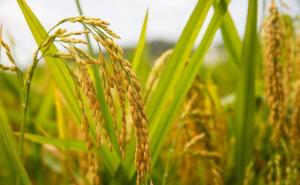 小麦和稻子图片 第6张