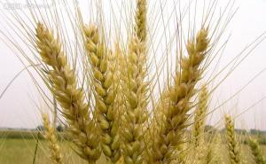 小麦长什么样子图片