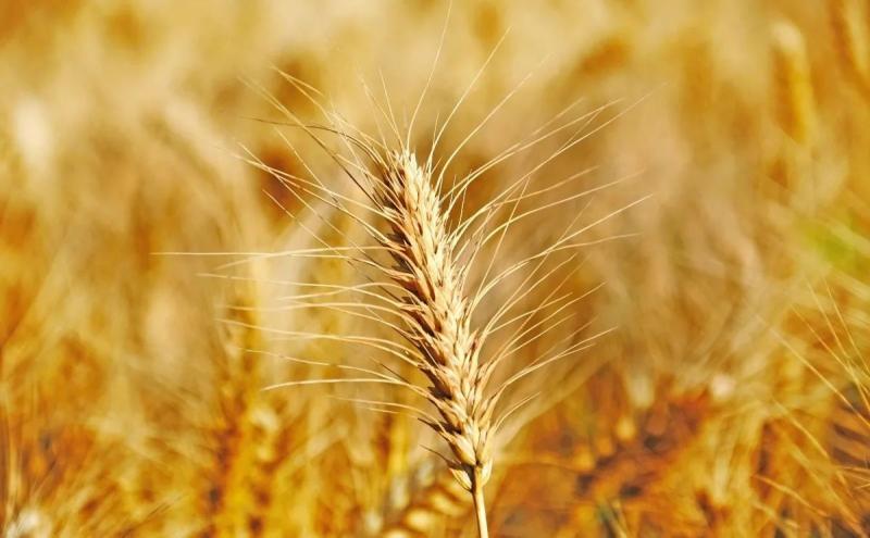 小麦长什么样子图片 第3张