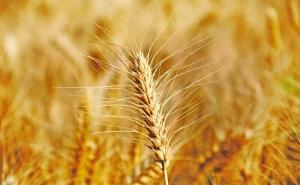 小麦长什么样子图片 第3张