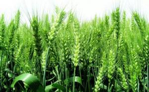 小麦长什么样子图片 第2张