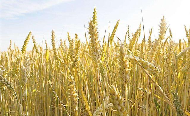 小麦长什么样子图片 第4张