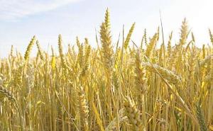小麦长什么样子图片 第4张
