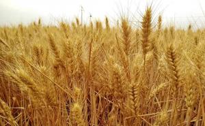 小麦长什么样子图片 第5张