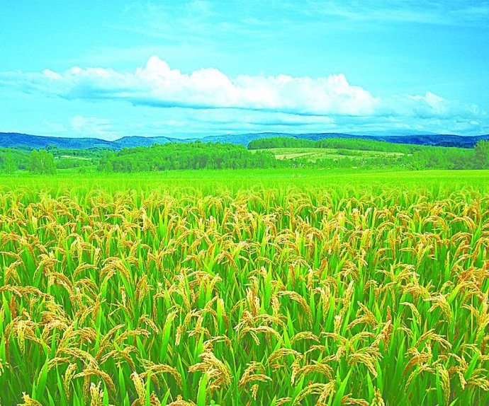 水稻和小麦区别图片 第2张