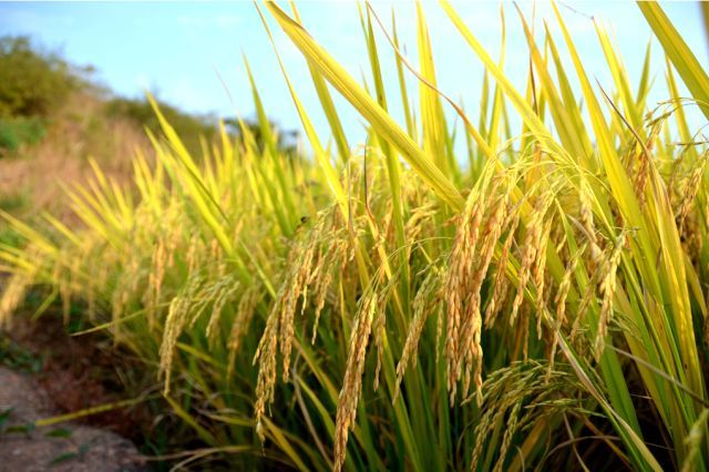 水稻和小麦区别图片 第4张