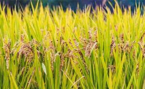 水稻和小麦区别图片 第6张