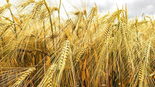 水稻和小麦区别图片 第5张