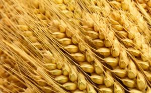 小麦颗粒图片