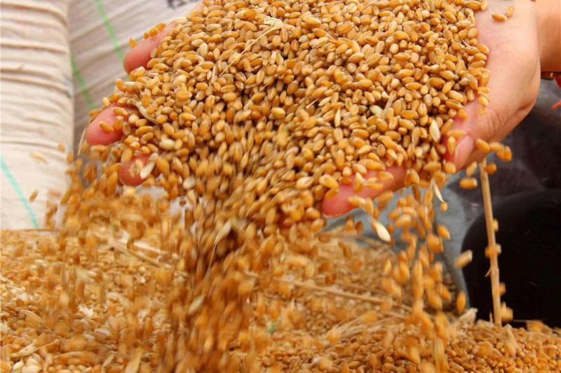 小麦颗粒图片 第4张