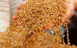 小麦颗粒图片 第4张