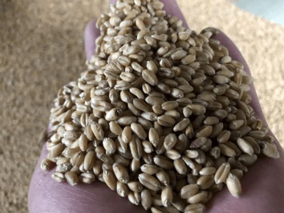 小麦颗粒图片 第2张