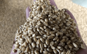 小麦颗粒图片 第2张