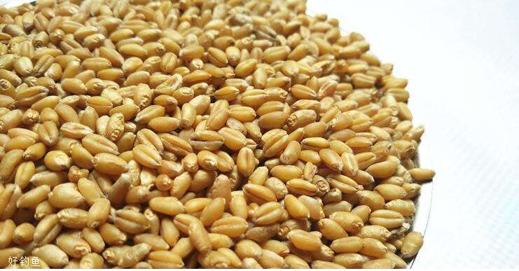 小麦颗粒图片 第3张