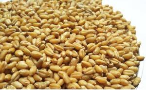 小麦颗粒图片 第3张