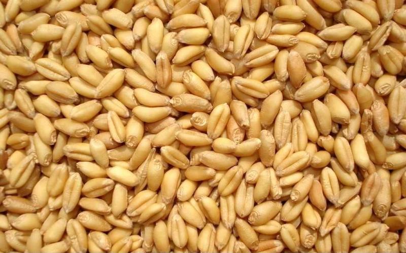 小麦颗粒图片 第5张