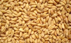 小麦颗粒图片 第5张