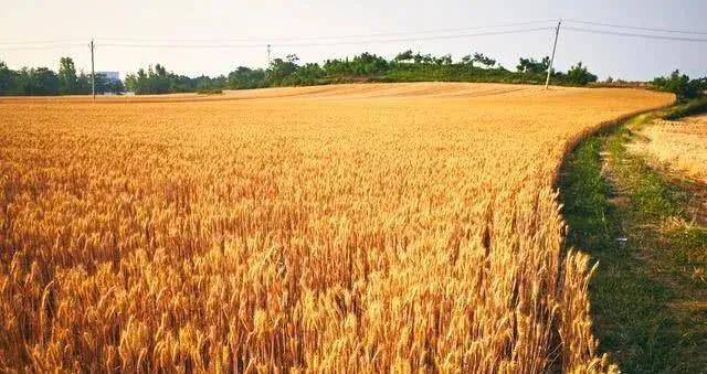 小麦生长全过程图片 第3张