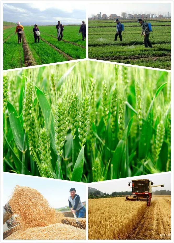 小麦生长全过程图片 第1张