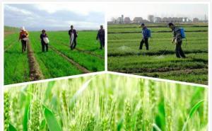 小麦生长全过程图片